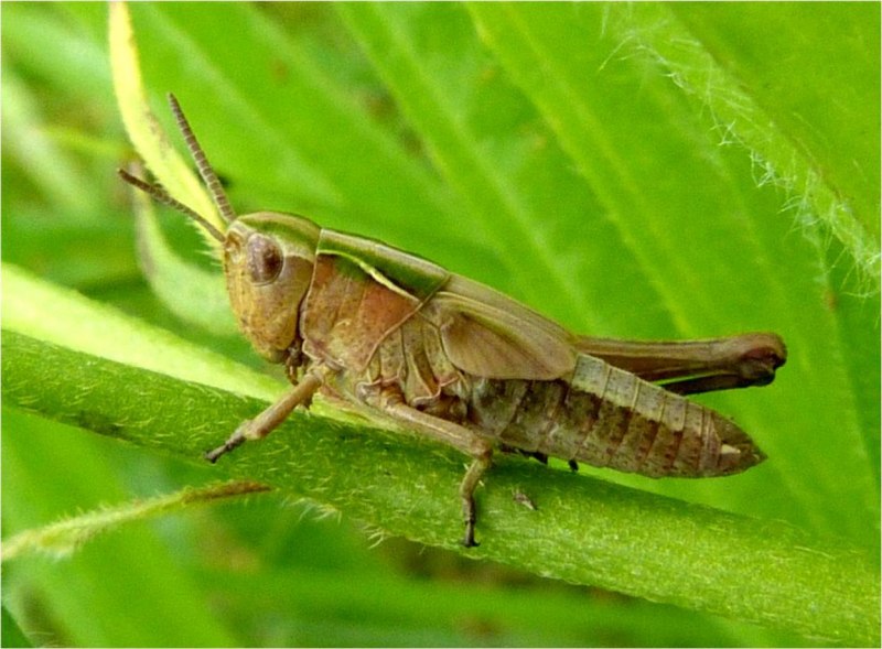 Саранча Перелетная locusta migratoria
