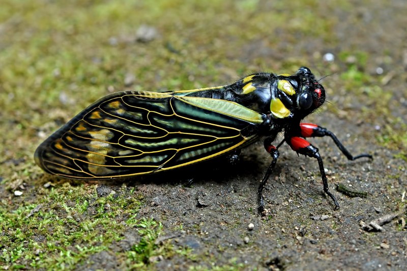 Азиатский сверчок Gryllidae