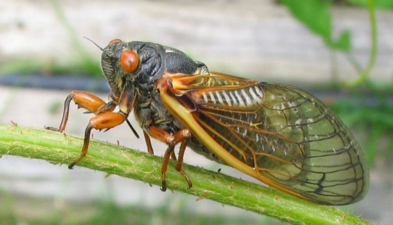 Кузнечик хвостатый Tettigonia caudata