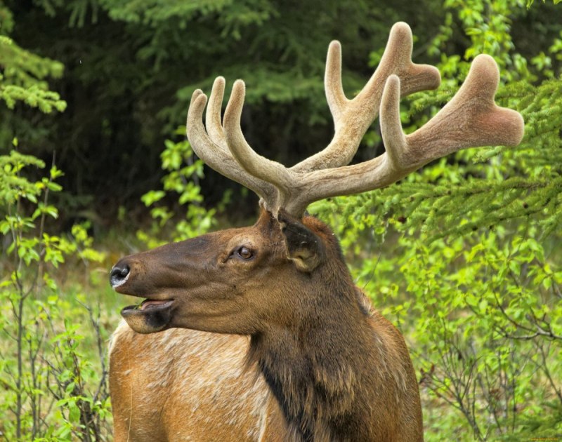 Лось — alces alces l.