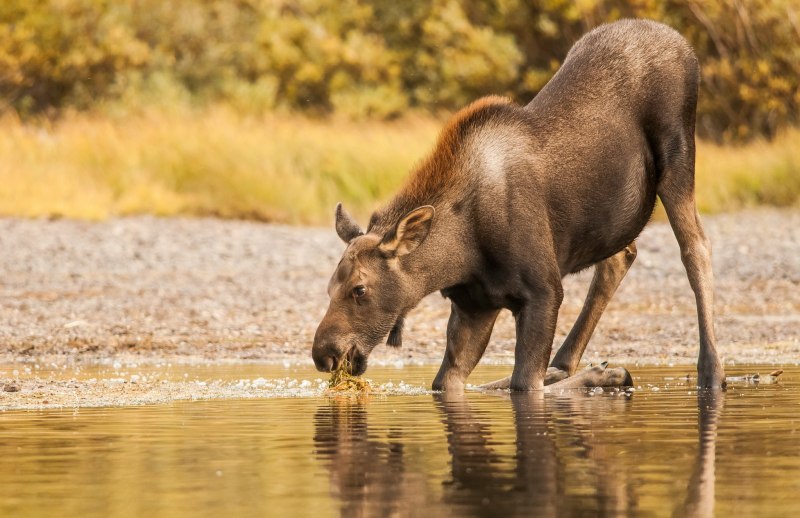 Европейский Лось alces alces