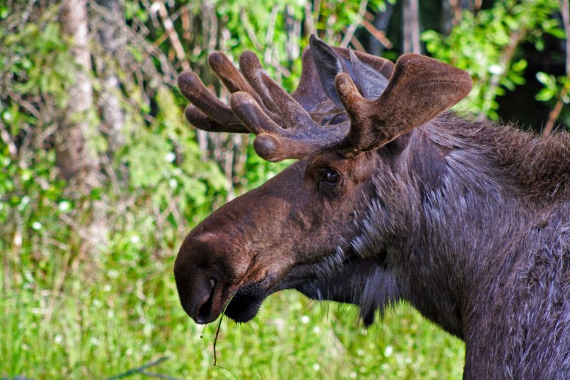 Лось Хрипанский