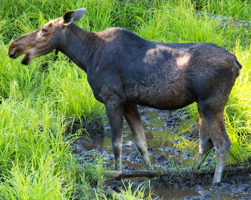 Кавказский Лось alces alces caucasicus