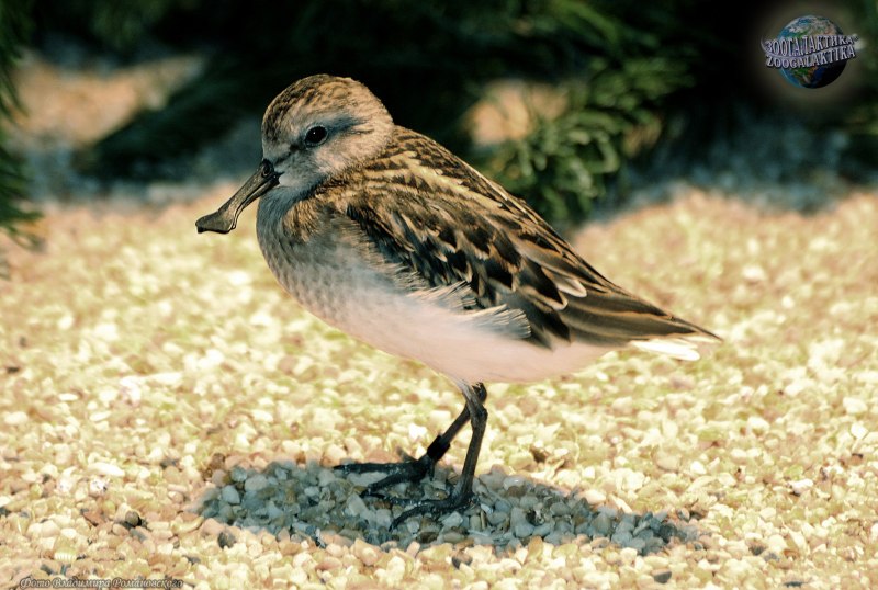 Кули́к-Воробе́й (Calidris minuta)