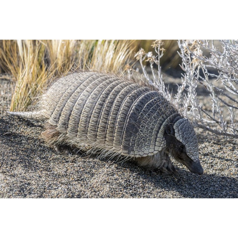 Карликовый броненосец (Zaedyus pichiy)