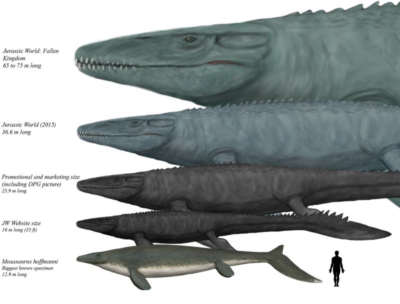 Mosasaurus beaugei