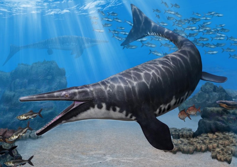 Mosasaurus beaugei