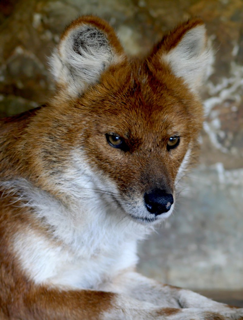 Cuon Alpinus Alpinus