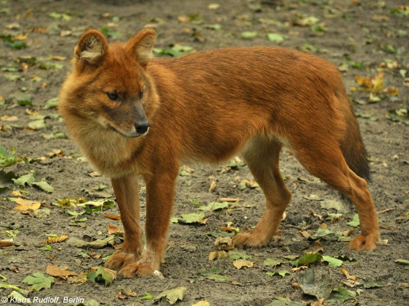 Моголлонский горный волк