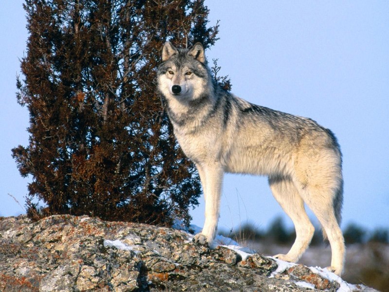 Волк canis Lupus