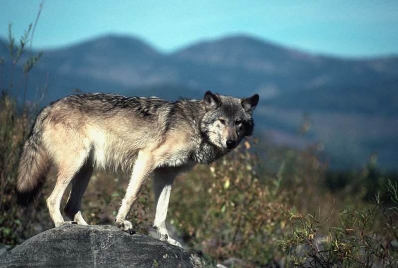 Волк canis Lupus