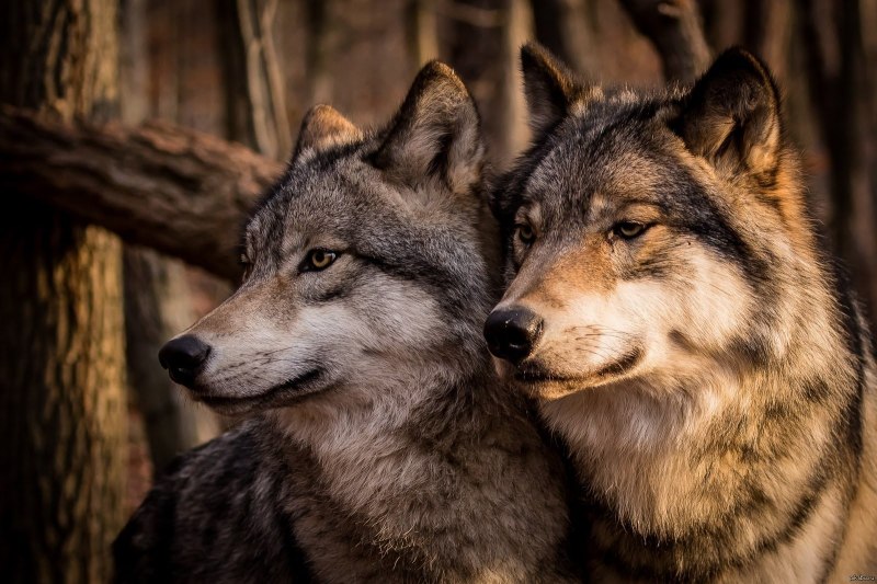 Самый первый Wolf