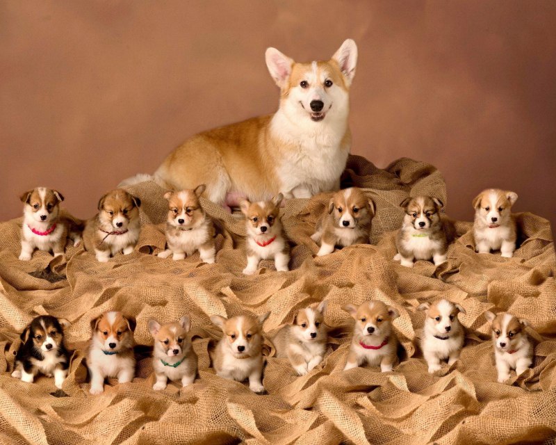 Вислоухий корги Королевский