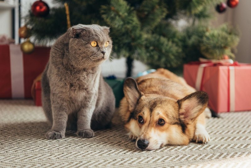 Голландский корги