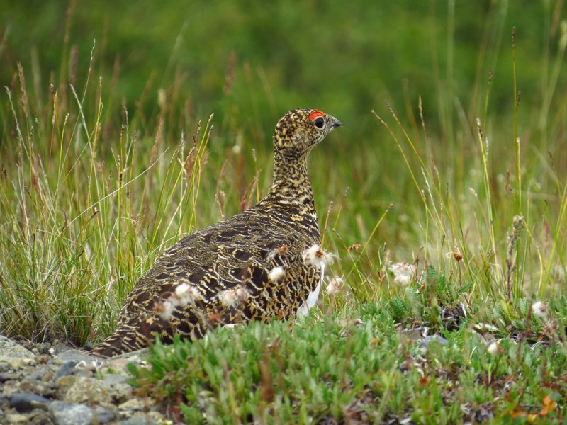 Tetraogallus tibetanus)