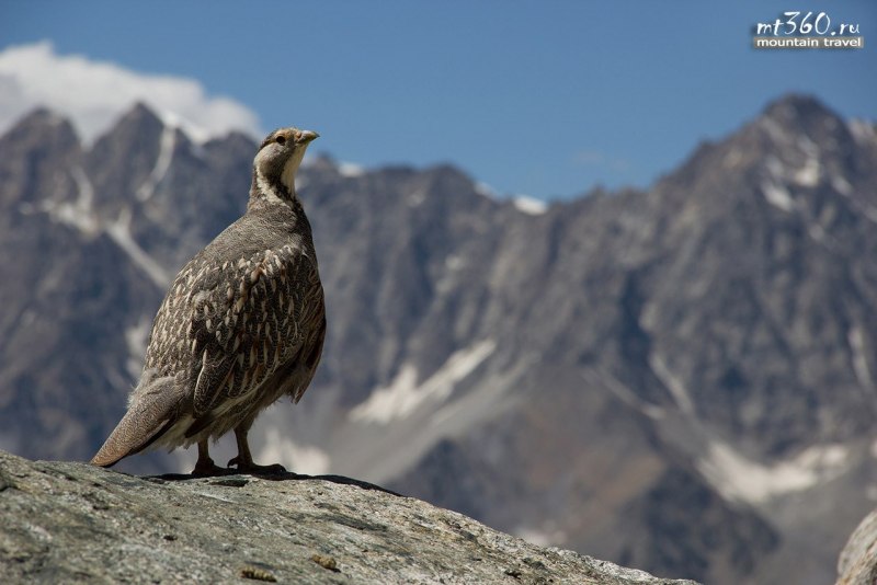 Tetraogallus altaicus
