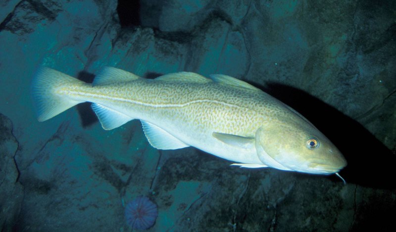 Атлантическая треска (gadus morhua)