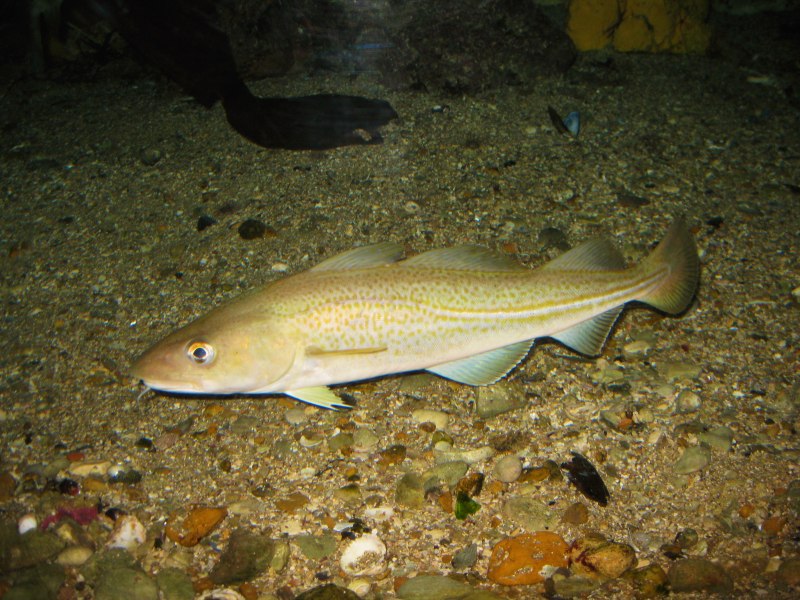 Треска gadus morhua
