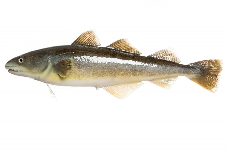 Треска gadus morhua