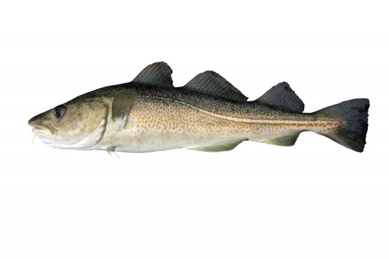 Атлантическая треска (gadus morhua)