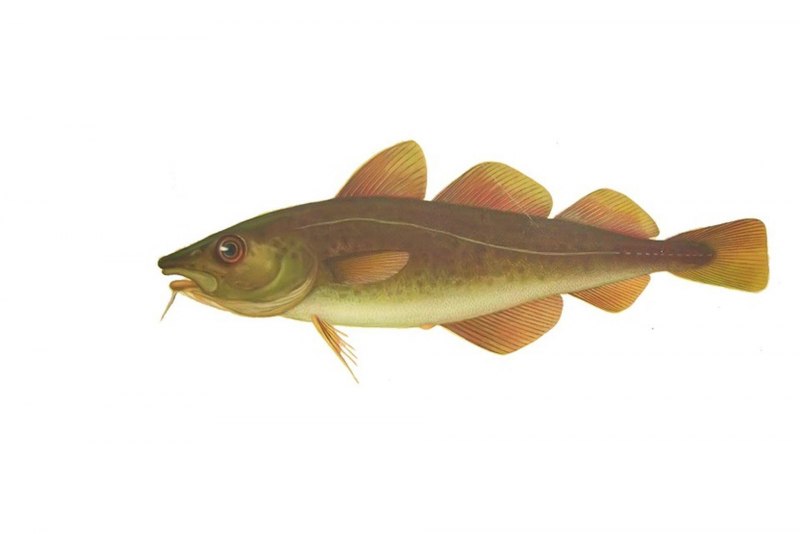 Треска gadus morhua