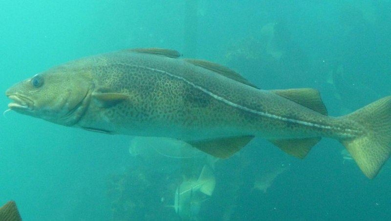 Трески (gadus macrocephalus)