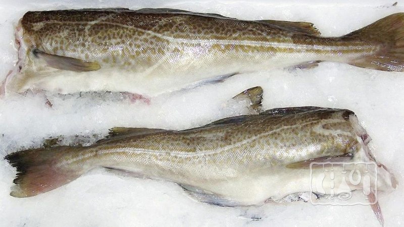 Морская рыба треска