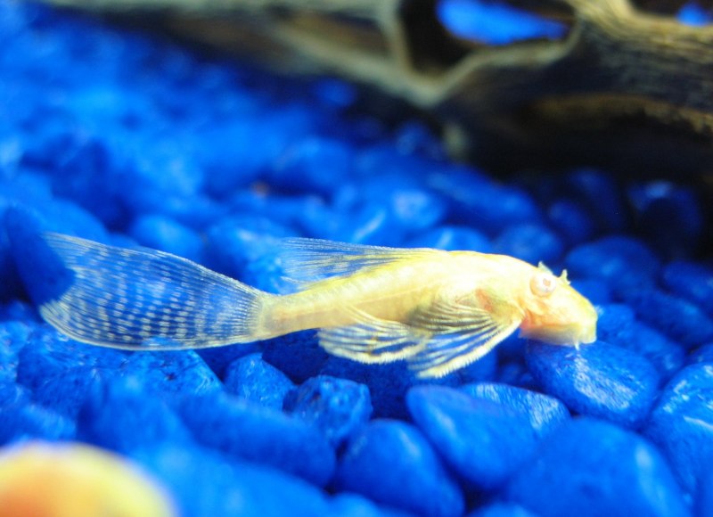 Bristlenose Pleco