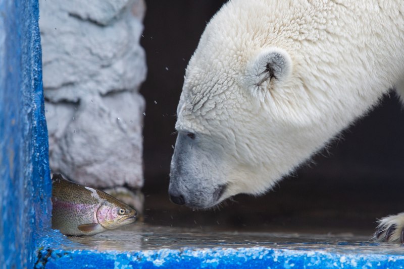 Полярный медведь National Geographic