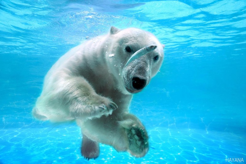 Белый медведь под водой
