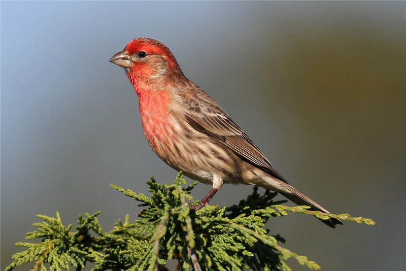 Carpodacus mexicanus