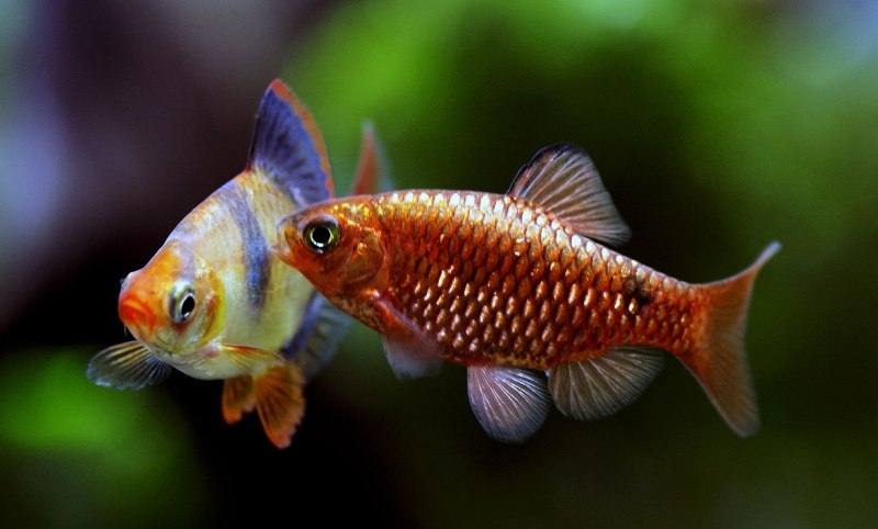 Барбус олиголепис (Oliotius oligolepis)