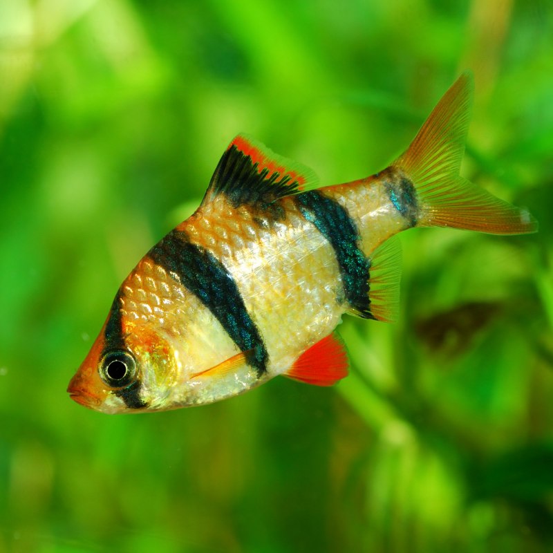 Барбус Акулий (Barbus melanopterus) m (6,5-8 см)