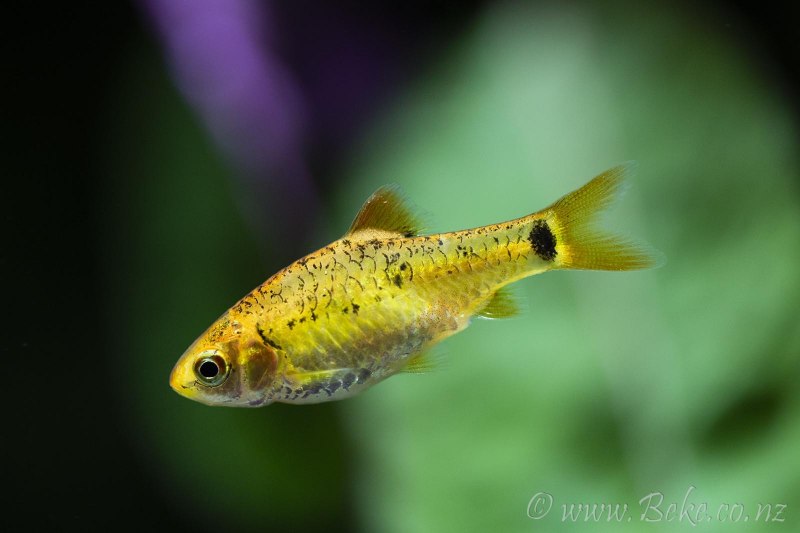 Барбус Шуберта Barbus semifasciolatus schuberti