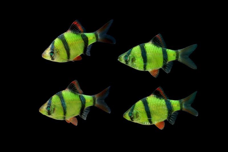 Барбус Шуберта Barbus semifasciolatus schuberti