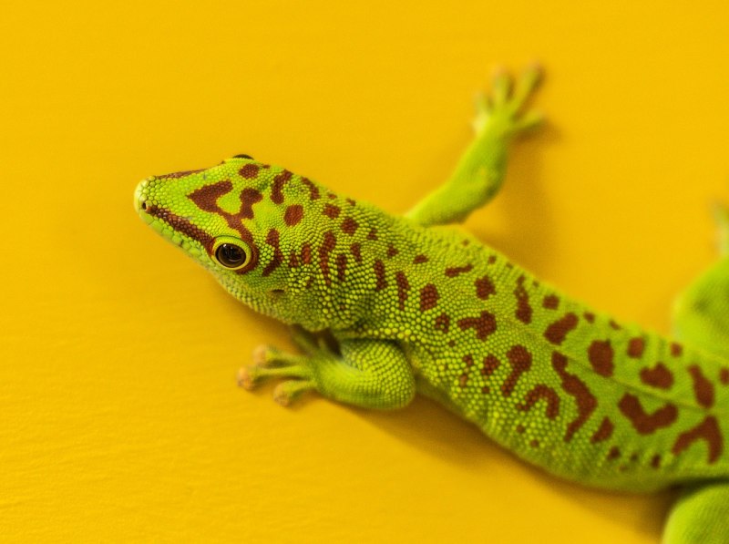 Green Gecko цвет