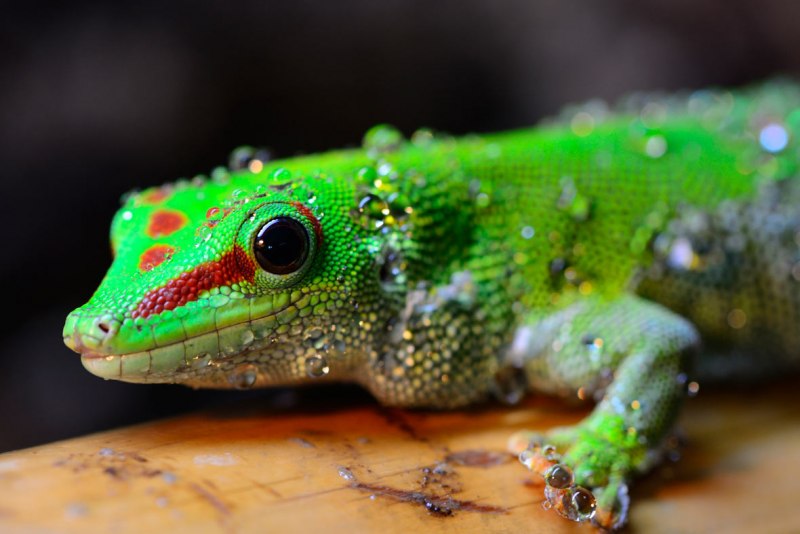 Naultinus elegans