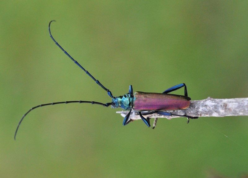 Callidium violaceum