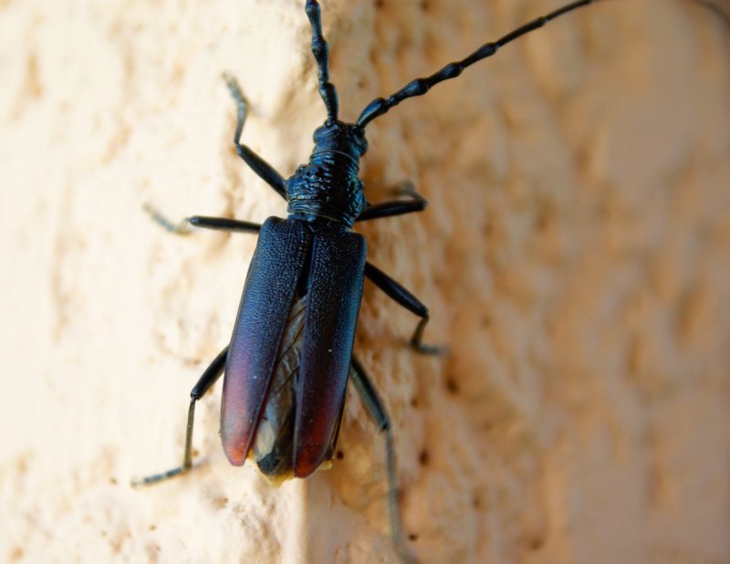 Жук Agapanthia violacea