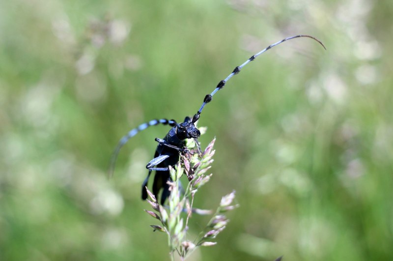 Anoplophora chinensis
