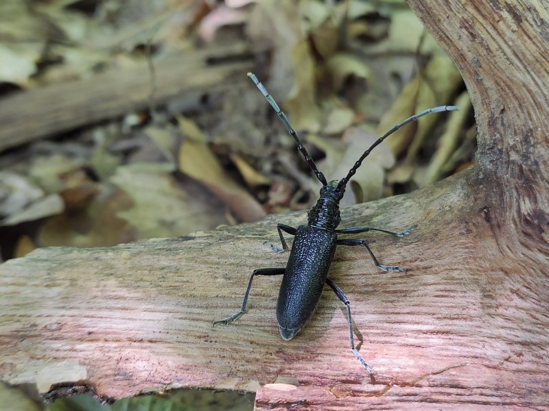 Agapanthia cardui
