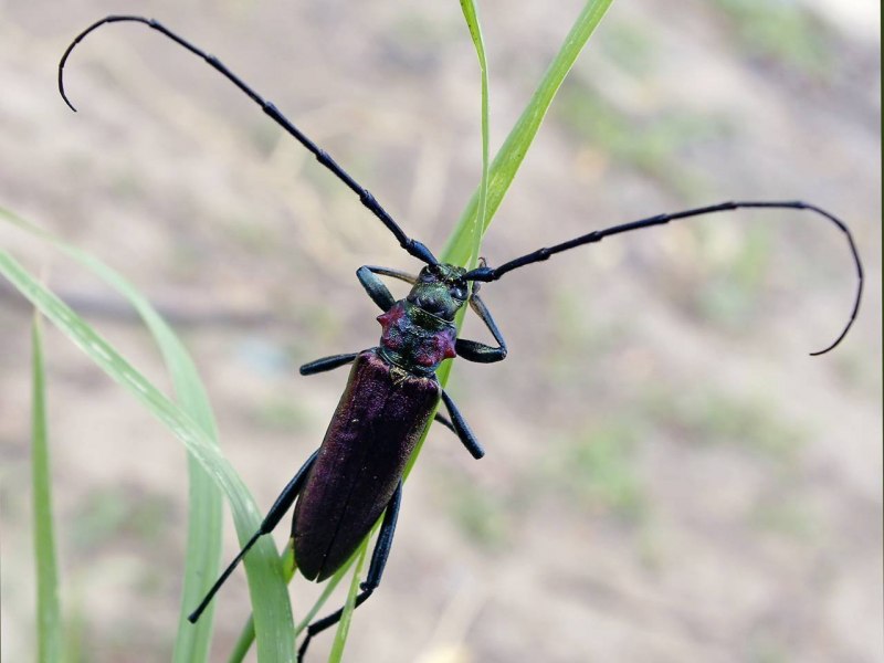 Жук Callidium violaceum