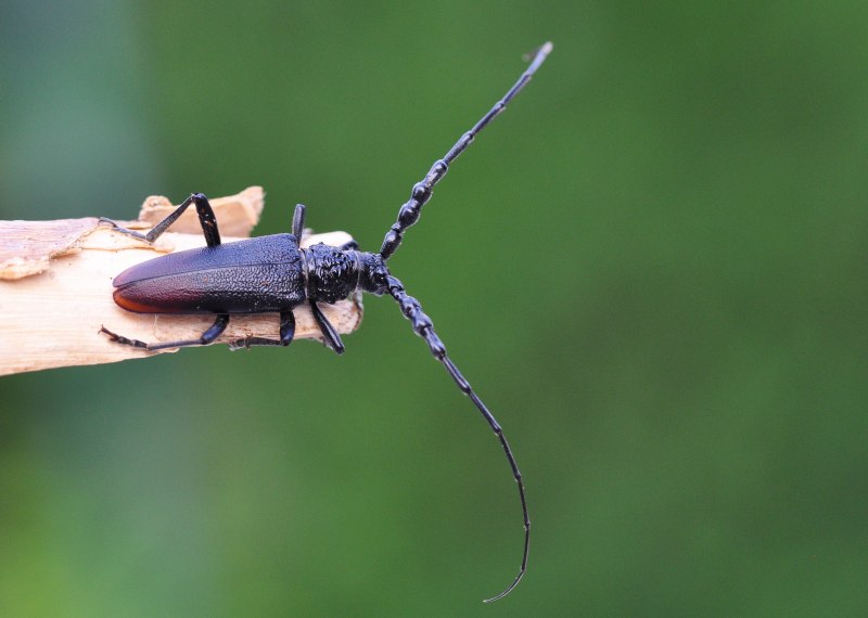Agapanthia violacea