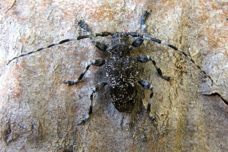 Monochamus urussovi