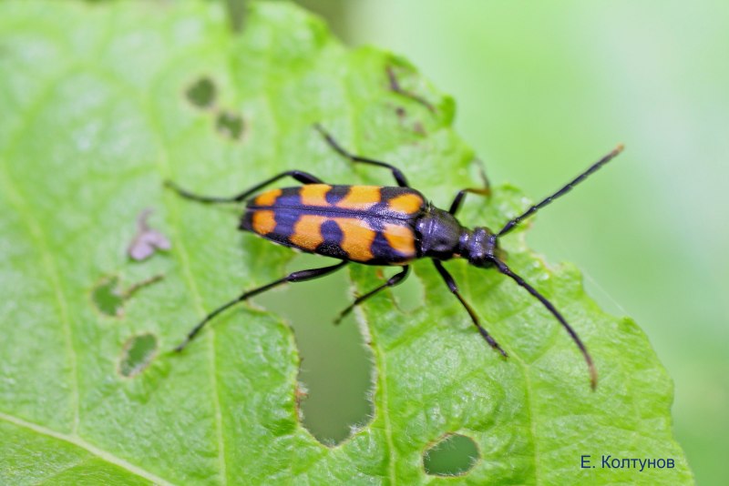 Жук усач Monochamus