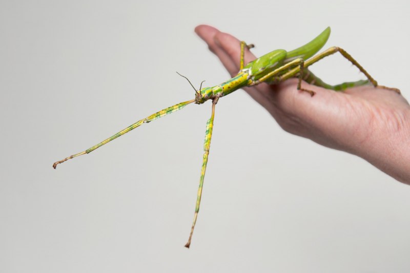 Ischnomantis Gigas богомол