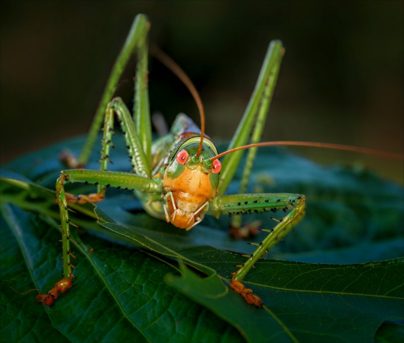 Ischnomantis Gigas богомол