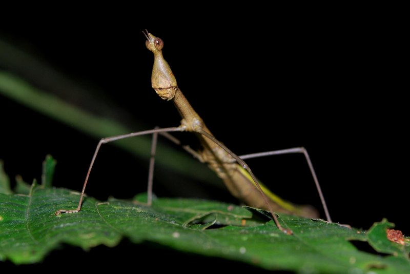 Ischnomantis Gigas богомол