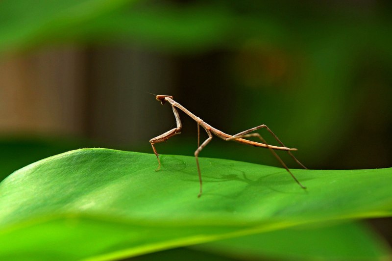 Ischnomantis Gigas богомол