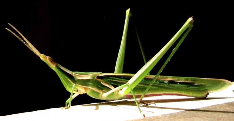 Ischnomantis Gigas богомол